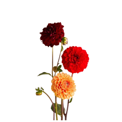 Dahlia