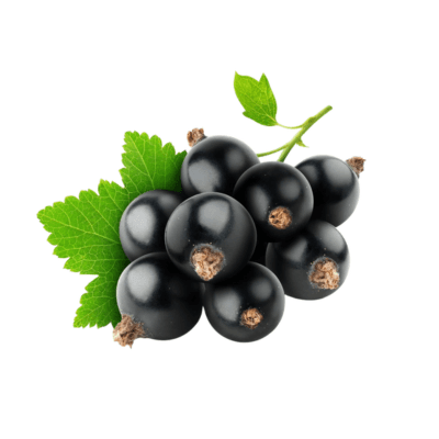 Black Currant