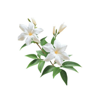 Vanilla