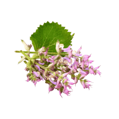 Clary Sage