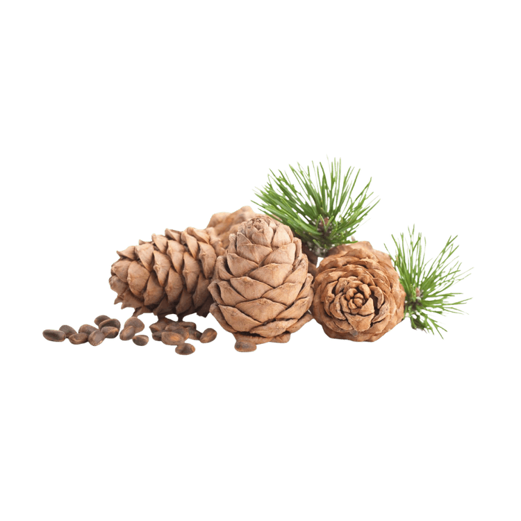 Cedarwood