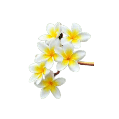 Frangipani