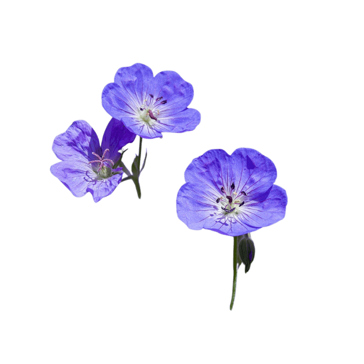 Geranium
