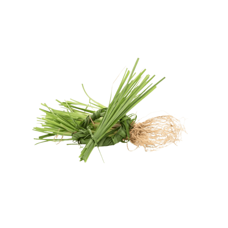 Haitian Vetiver