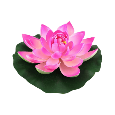 Lotus
