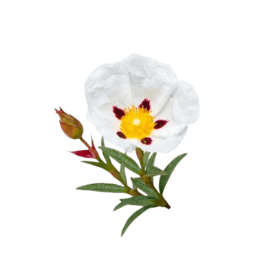 Labdanum
