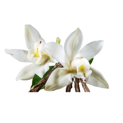 Vanilla Orchid