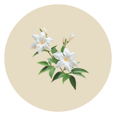Jasmine